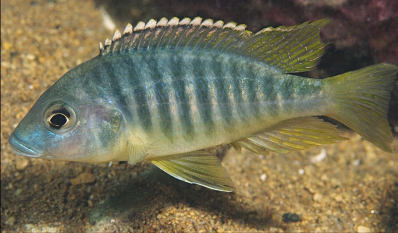 Placidochromis sp. 'chinyankwazi' Chinyankwazi Island